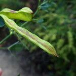 Calicotome spinosa Fruit