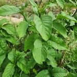 Vangueria madagascariensis Hoja
