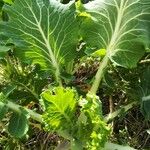 Brassica oleracea 葉