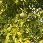 Aegle marmelos ഫലം