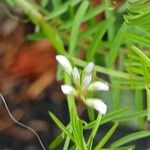 Vicia hirsuta Цветок