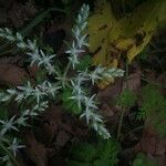 Sedum ternatum Flower