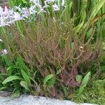 Drosera binata List