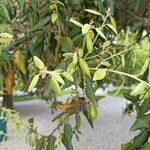 Quercus ilex Fuelha