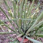 Ceropegia dichotoma Leaf