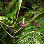 Impatiens niamniamensis Flower