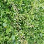 Capsella bursa-pastoris Leaf