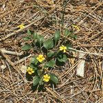 Viola purpurea Hábito