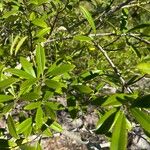 Ilex cassine Hoja