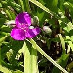 Tradescantia virginiana Flor