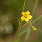 Linum trigynum Fiore