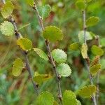 Betula nana Leaf