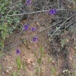 Phacelia parryi Агульны выгляд