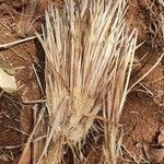 Themeda triandra ഇല