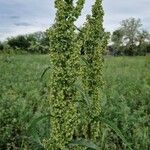 Rumex longifoliusHoja