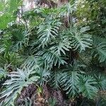 Philodendron bipinnatifidum 葉