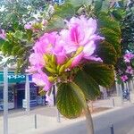 Bauhinia variegataFlower