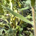 Echium angustifolium Ліст