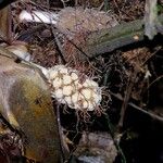 Asplundia sleeperae Fruit