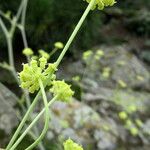 Taeniopetalum arenarium Blodyn