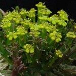 Euphorbia flanaganii Fleur