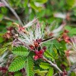 Calliandra eriophylla Lapas