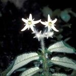 Argostemma parvifolium Fleur