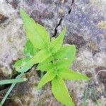 Sium sisarum Hoja