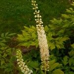 Actaea pachypoda Maua