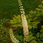 Actaea pachypoda Квітка