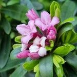 Daphne sericea Flower