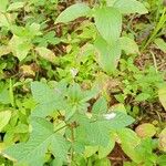 Cleome rutidosperma Flor