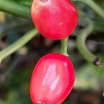 Aucuba japonica Fruit