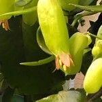 Kalanchoe pinnata Blüte