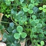 Oxalis megalorrhiza Листок