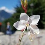 Oenothera lindheimeriFlor