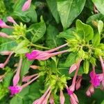 Mirabilis jalapa Blüte