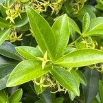 Daphne pontica Hoja