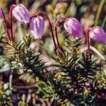 Phyllodoce caerulea 花