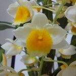 Dendrobium thyrsiflorum Flor