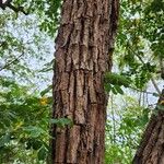 Platypodium elegans Bark