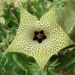 Huernia macrocarpa Žiedas