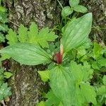 Trillium sessile Leaf