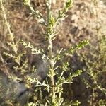 Artemisia herba-alba برگ