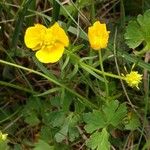 Ranunculus auricomusFlower