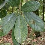 Pouteria leptopedicellata 葉