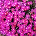 Delosperma cooperiŽiedas