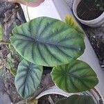 Alocasia clypeolata Blad