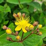 Hypericum × inodorum Blüte