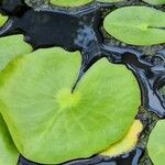 Nymphaea mexicana Leaf